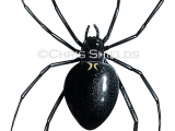 Black widow spider (Latrodectus hesperus) SP009