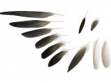 Black-winged Stilt feathers (Himantopus himantopus) BD0578