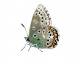 Adonis Blue (male) Lysandra bellargus IN001