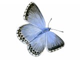 Chalk-hill Blue (male) Polyommatus coridon IN002