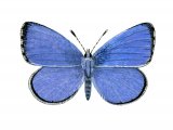 Holly Blue (male) Celastrina argiolus IN001