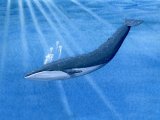 Whale (Blue) Balaenoptera musculus M001