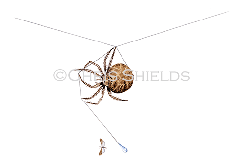 Bolas spider (Mastophora cornigera) SP0010