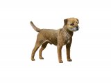 Border Terrier (Canis lupus familiaris) M003