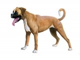 Boxer Dog (Canis lupus familiaris) M004