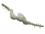 IH051 - Bramble Gall (Diastrophus rubi)