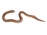 Brandling worm (Eisenia fetida) OS001
