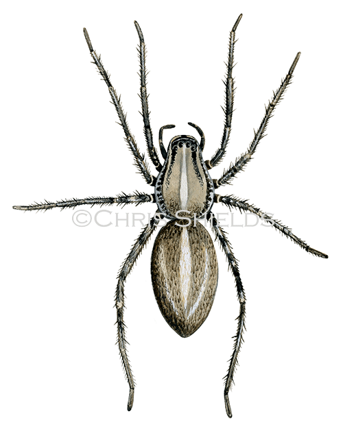 Brazilian Wandering Spider (Phoneutria spp.) SP0011