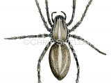 Brazilian Wandering Spider (Phoneutria spp.) SP0011