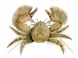 Broad-Clawed Porcelain Crab (Porcellana platycheles) OS002