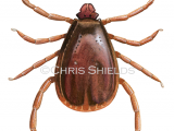 Brown Dog Tick (Rhipicephalus sanguineus) Male OS0019