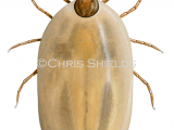Brown Dog Tick (Rhipicephalus sanguineus) female fed OS0016