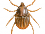 Brown Dog Tick (Rhipicephalus sanguineus) unfemale fed OS0017