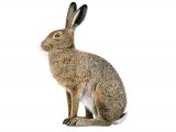 Brown Hare (Lepus europaeus) M003