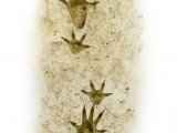 Rat (Brown) Footprints (Rattus norvegicus) M005