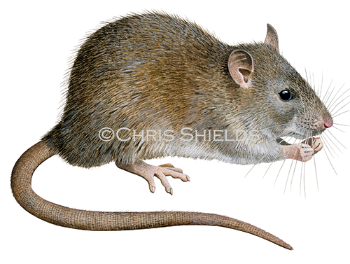 Brown Rat (Rattus norvegicus) M006