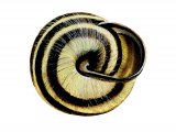 Snail (Brown-lipped) Cepaea nemoralis OS002