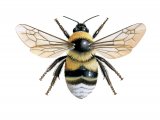 Bumblebee (Large garden) Bombus ruderatus IN002