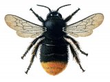 Bumblebee (Red-tailed) Bombus lapidarius (queen) IN002