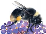 Bumblebee (Small heath) Bombus jonellus IN001