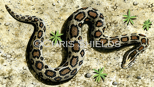 Burmese python (Pythonmolurus bivittatus) RS220