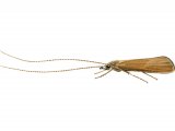 IN034 - Caddis Fly (Triaenodes bicolor)