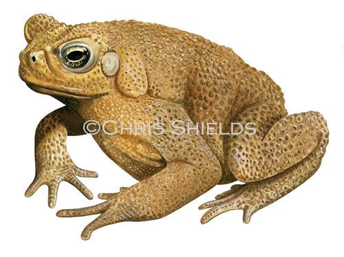 Cane Toad (Rhinella marina) RA190