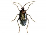 Capsid Bug (Deraeocoris lutescens) IN001