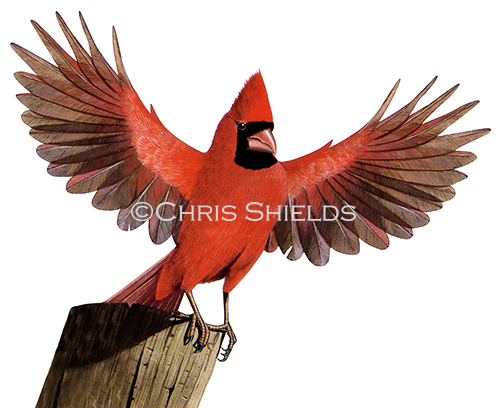 Cardinal (northern) Cardinalis cardinalis BD0021