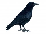 Carrion Crow (Corvus corone) BD0278