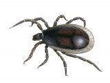 Castor Bean Tick (Ixodes ricinus) fed male OS015