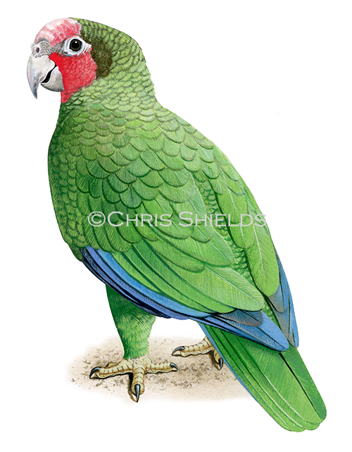 Cayman Parrot (Amazona leucocephala caymnensisis) BD608