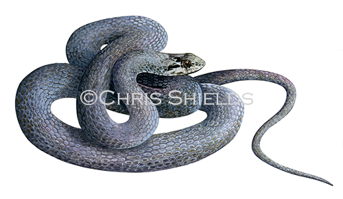 Cayman Racer Snake (Alsophis cantherigerus caymanus) RS201