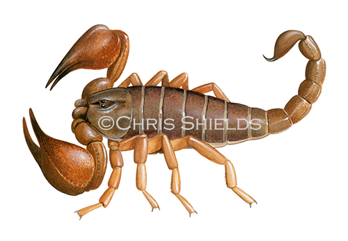 Cayman Scorpion (Heteronebo caymanensis) TA0016