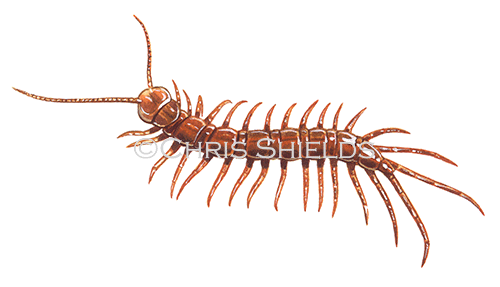 Centipede (Lithobius forficatus) TA001