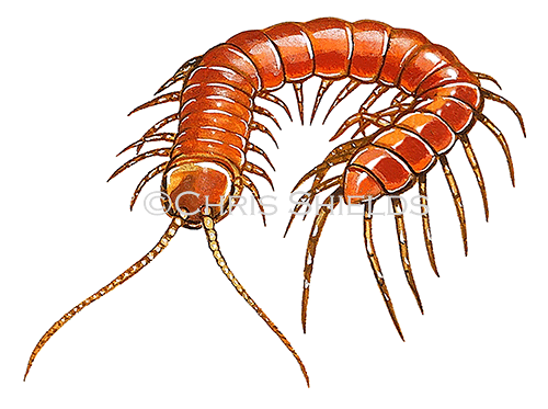 Centipede (Lithobius forficatus) TA003
