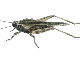 Ceperos Groundhopper (Tetrix ceperoi) IN001