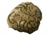 PF008 - Chain Coral fossil Halysites