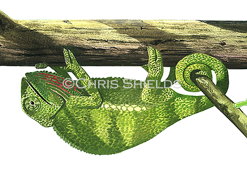 Chameleon (Chamaeleo chamaeleon) R003