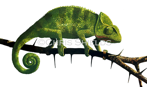 Chameleon (Chamaeleo chamaeleon) R006