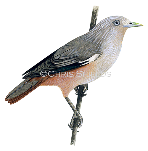 Chestnut-tailed Starling adult (Sturnia malabarica malabarica) BD0081