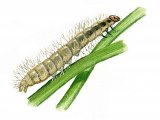China Mark Moth Caterpillar (Paraponyx stratiotata) IN006