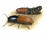 Click Beetle (Ampedus sp.) IN002
