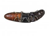 Click Beetle (Ampedus sp.) IN003