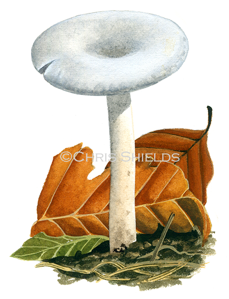 Clitocybe candicans FU0377