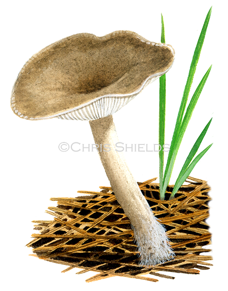 Clitocybe ditopa (Mealy Frosted Funnel) FU0380
