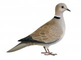 Collared dove (Streptopelia decaocto) BD0287.