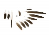 Collared Pratincole feathers (Glareola pratincola) BD0580