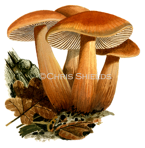 Collybia (Gymnopus) fusipes (Spindle Toughshank) FU0396
