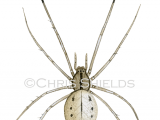 Common Candy-Striped Spider (Entoptognatha ovata) SP0023